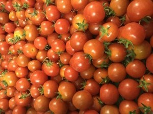 tomates cerises_esat